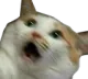 scaredcat