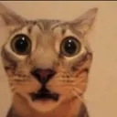 guhcat guhcat