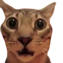 919791342257836042removebgprevie