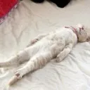 CatDed