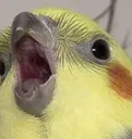 ShockedBird