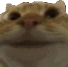 catnod