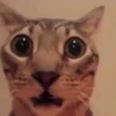 zz_uhoh