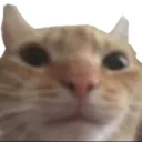 BruhCat BruhCat