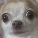 w_DogWtf
