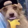 Cbr_FukBoiDog