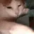 catciggie