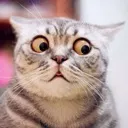 CatLook3
