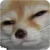 StareFox
