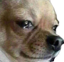 dt_cry_dog Discord emoji