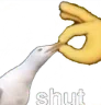 shut