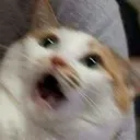 CatScream3