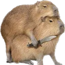 capyknife