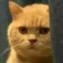 CateStare Discord Emoji