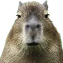 capystare2 capystare2