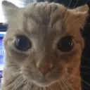 gakster gakster