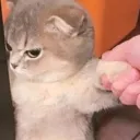 CatAngry