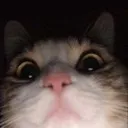 CatStare2 CatStare2