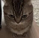 disdain