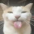 bleh