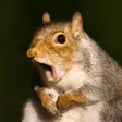 squirrelPOG