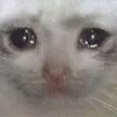 sadCat