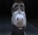 donkeyStare donkeyStare