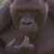 Monkey Think Discord Emoji
