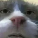 BJIS_bruhcat
