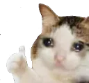 SadCatThumbsUp