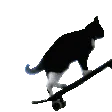 SkateCat