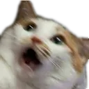 gaspCat