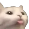 KittyBlep Discord Emoji