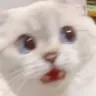 fearcat