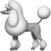 poodle
