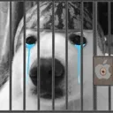 EchoAppleJail