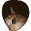 Cat Hole Discord Emoji