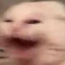 catscream