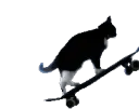 Cat_skateboard