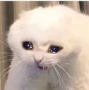 sadcat Discord Emoji