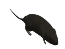 BabyRat