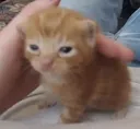 Oito