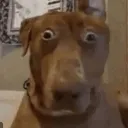 whatthedogdoin