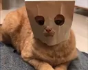 Catastrophe_BagCat