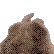 vibebunny