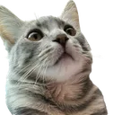 Catplead CatPlead Discord Emoji