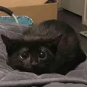 Sadkitten sadKitten Discord Emoji