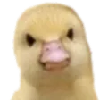 DuckNo