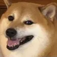 AyeeDoge