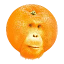 orangegutan